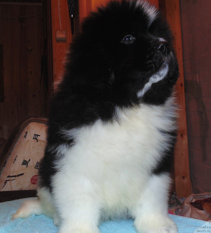 Фото: ньюфаундленд Водограй от Карельских Медведей