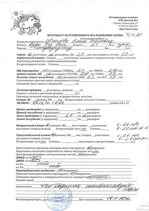 Фото: ньюфаундленд Браунблад МСК Ауди Рэд Лэсс (Brownblood MSK Audi Red Less)