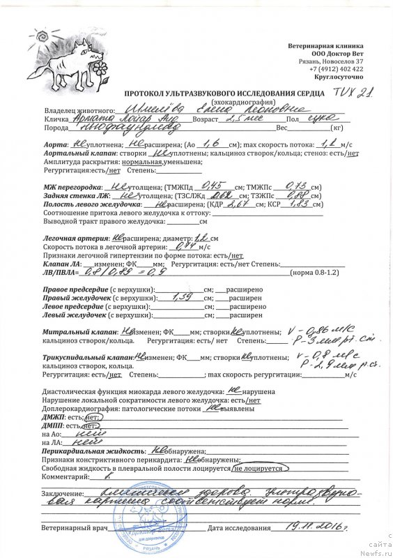 Фото: ньюфаундленд Браунблад МСК Армата Лойар Аид (Brownblood MSK Armata Loyar Aid)