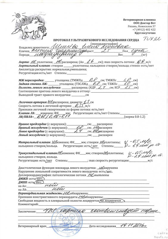 Фото: ньюфаундленд Браунблад МСК Альпина Гуардиан Соул (Brownblood MSK Alpina Guardian Soul)