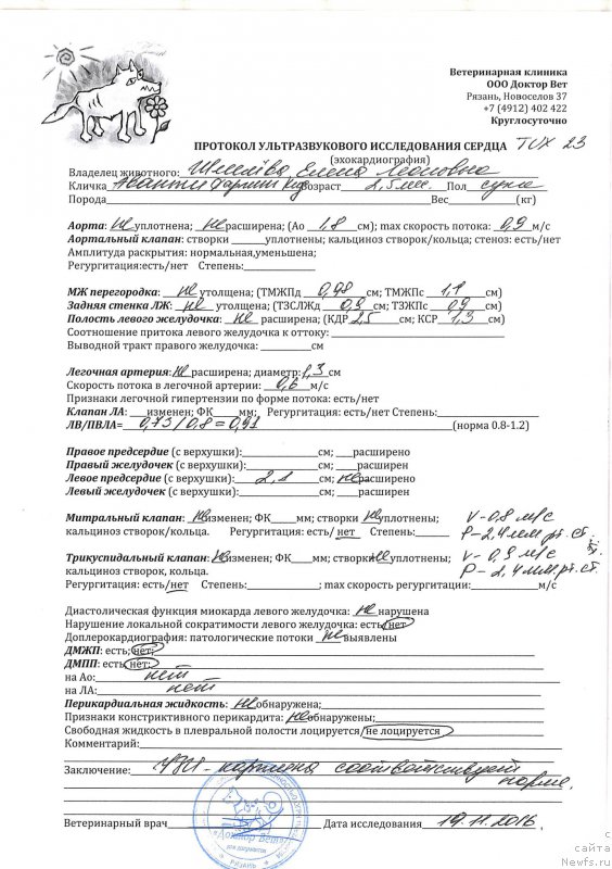 Фото: ньюфаундленд Браунблад МСК Аванти Дарлинг Кид (Brownblood MSK Avanti Darling Kid)