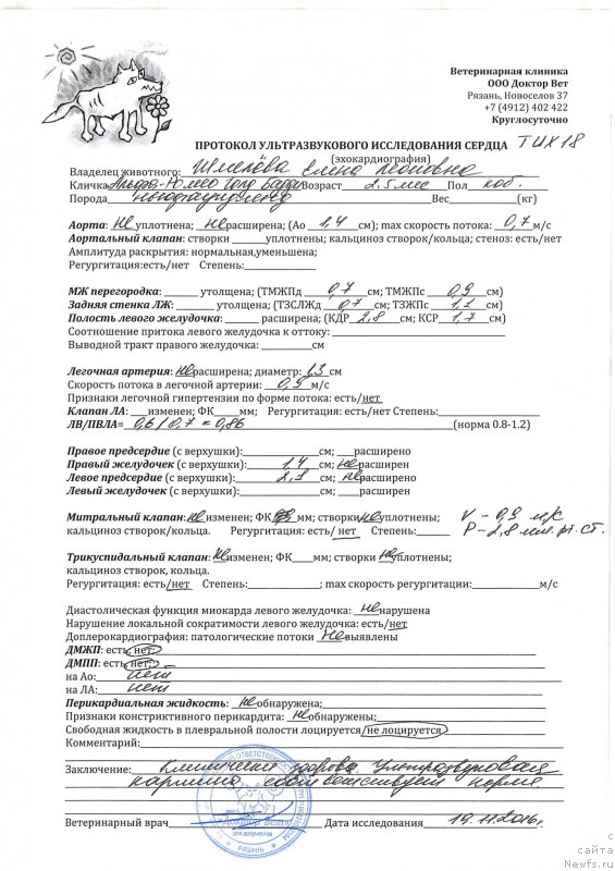 Фото: ньюфаундленд Браунблад МСК Альфа-Ромео Голд Бадди (Brownblood MSK Alfa-Romeo Gold Baddy)