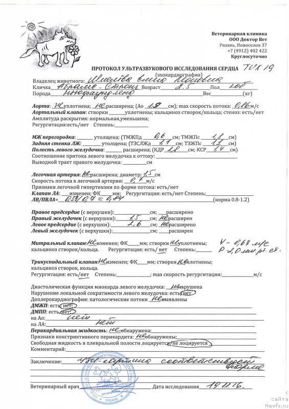 Фото: ньюфаундленд Браунблад МСК Абрамс-Стронг (Brownblood MSK Abrams-Strong)