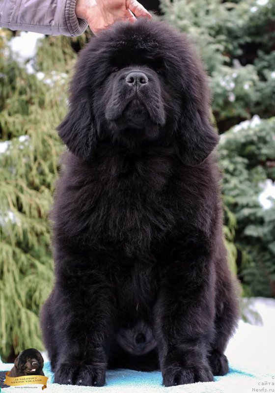 Фотография № 217114