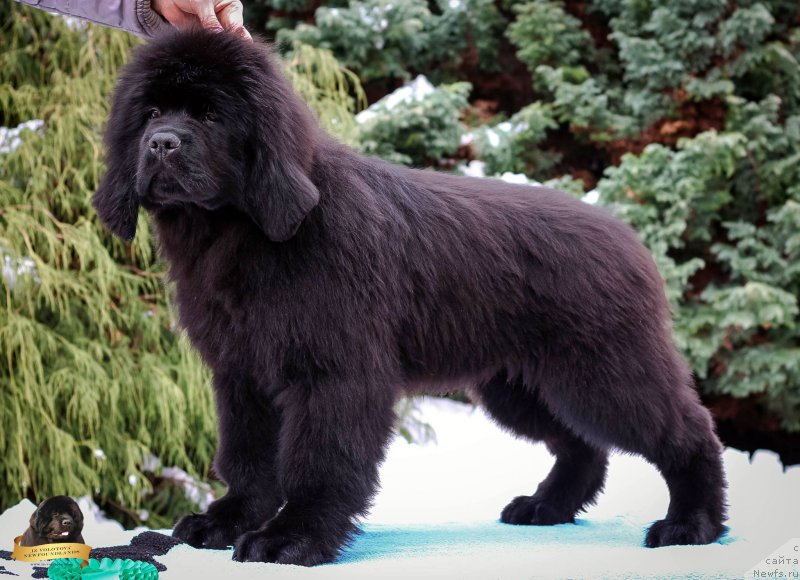 Фотография № 217115