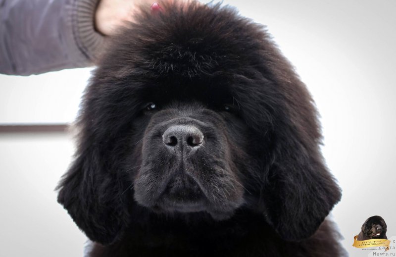 Фотография № 217118