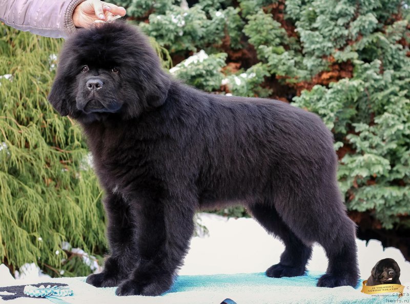 Фотография № 217121