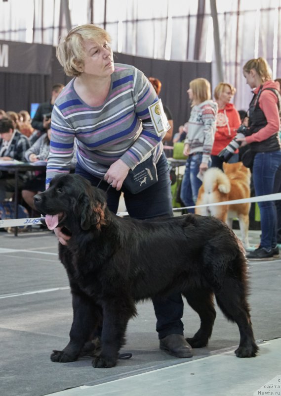 Фото: ньюфаундленд Парки из Антаграда (Parki is Antagrada)