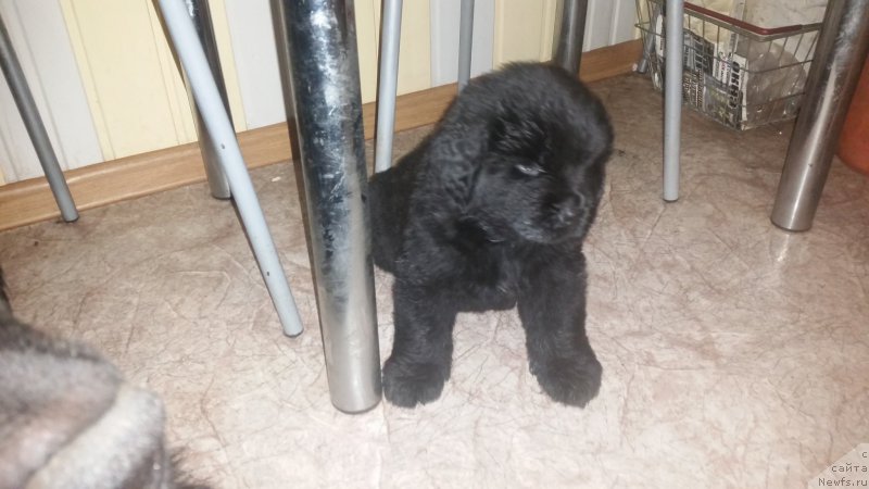 Фото: ньюфаундленд Афина Дениса Фенди (Afina Denisa Fendi)