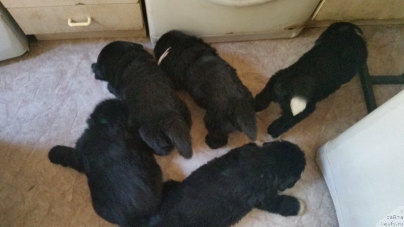 Фото: ньюфаундленд Афина Дениса Фенди (Afina Denisa Fendi)