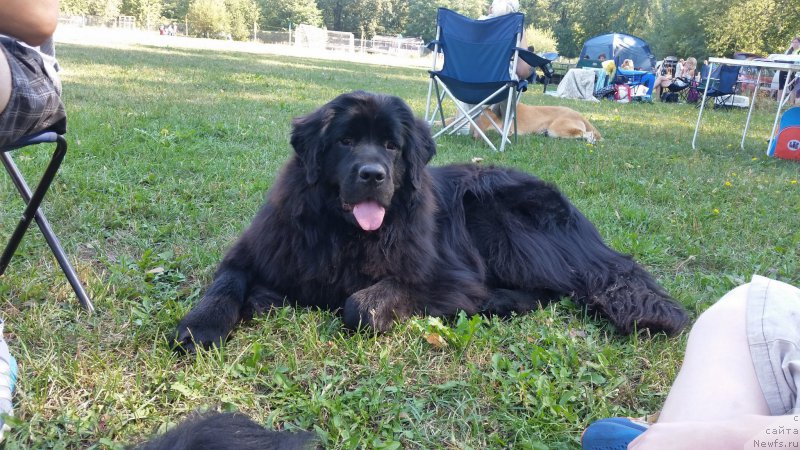 Фото: ньюфаундленд Афина Дениса Фенди (Afina Denisa Fendi)