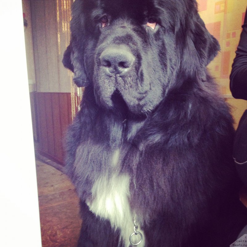 Фото: ньюфаундленд Старди Коллекшн Баловень