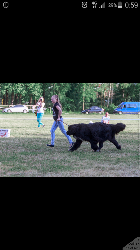 Фото: ньюфаундленд Старди Коллекшн Баловень