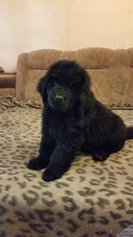 Фото: ньюфаундленд Алон Гучи Вуд (Alon Guchi Bud)