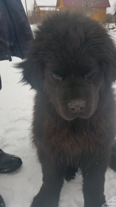 Фото: ньюфаундленд Алон Гучи Вуд (Alon Guchi Bud)