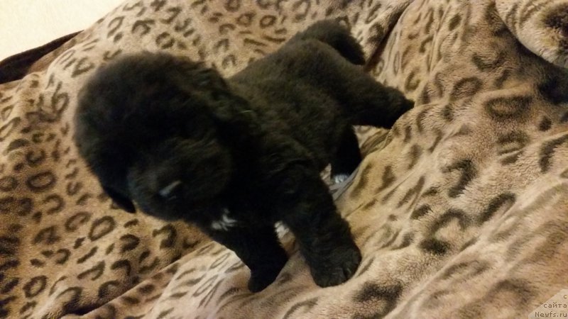 Фото: ньюфаундленд Арго Шоу Ленд (Argo Choy Lend)