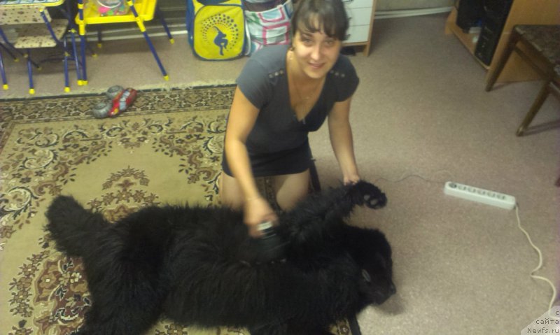 Фото: ньюфаундленд Арго Шоу Ленд (Argo Choy Lend)