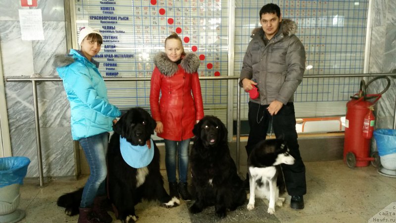 Фото: ньюфаундленд Старди Коллекшн Баловень, ньюфаундленд Аделина Благородная Львица