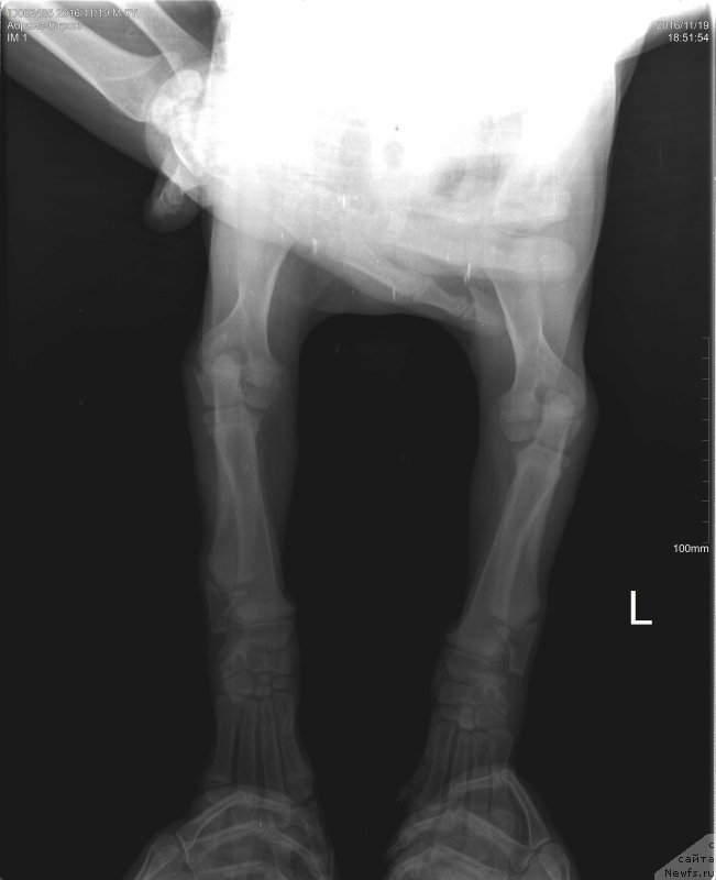 Фото: ньюфаундленд Браунблад МСК Абрамс-Стронг (Brownblood MSK Abrams-Strong)