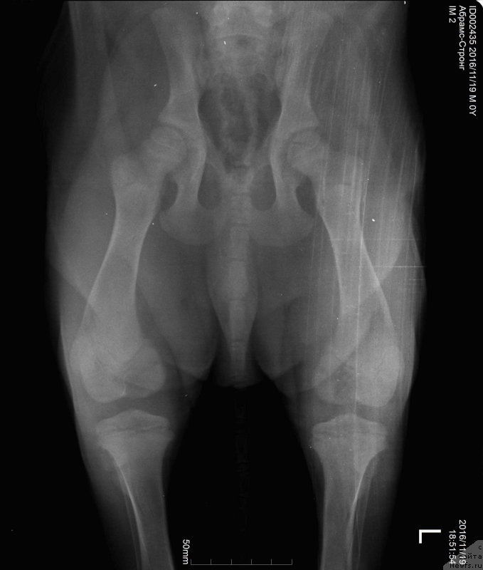 Фото: ньюфаундленд Браунблад МСК Абрамс-Стронг (Brownblood MSK Abrams-Strong)