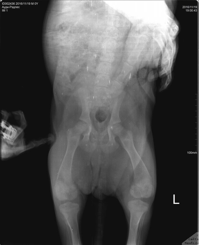 Фото: ньюфаундленд Браунблад МСК Ауди Рэд Лэсс (Brownblood MSK Audi Red Less)