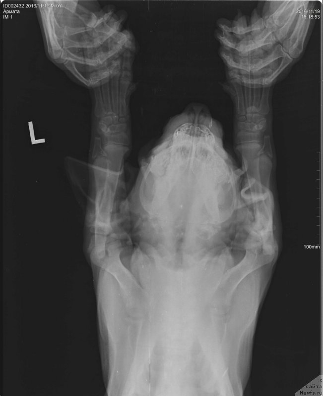 Фото: ньюфаундленд Браунблад МСК Армата Лойар Аид (Brownblood MSK Armata Loyar Aid)