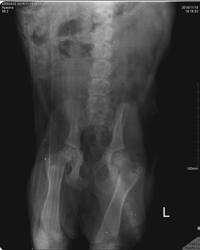 Фото: ньюфаундленд Браунблад МСК Армата Лойар Аид (Brownblood MSK Armata Loyar Aid)