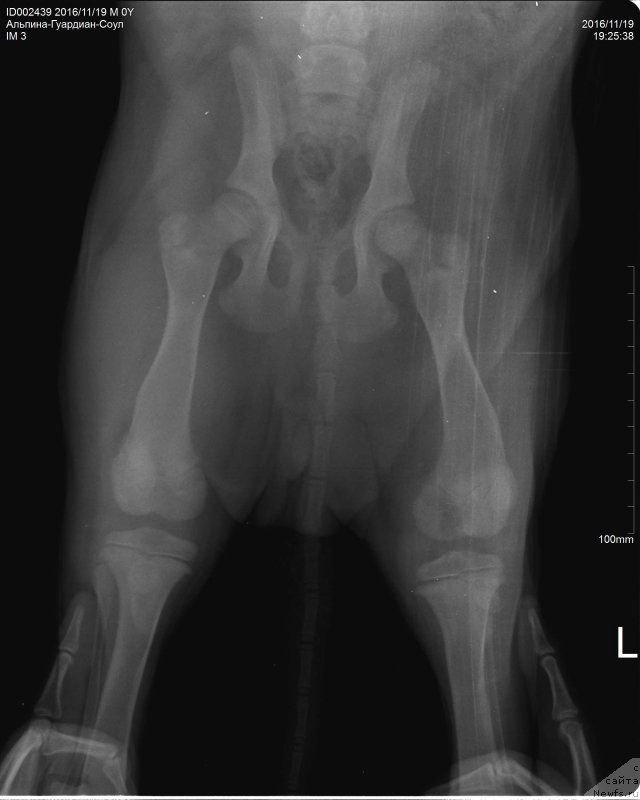 Фото: ньюфаундленд Браунблад МСК Альпина Гуардиан Соул (Brownblood MSK Alpina Guardian Soul)