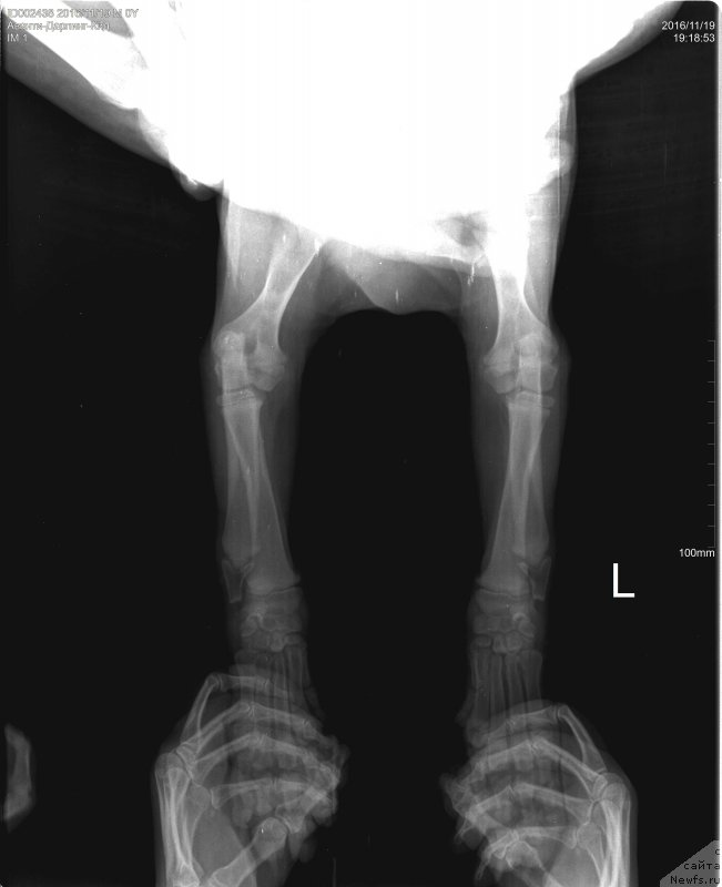 Фото: ньюфаундленд Браунблад МСК Аванти Дарлинг Кид (Brownblood MSK Avanti Darling Kid)