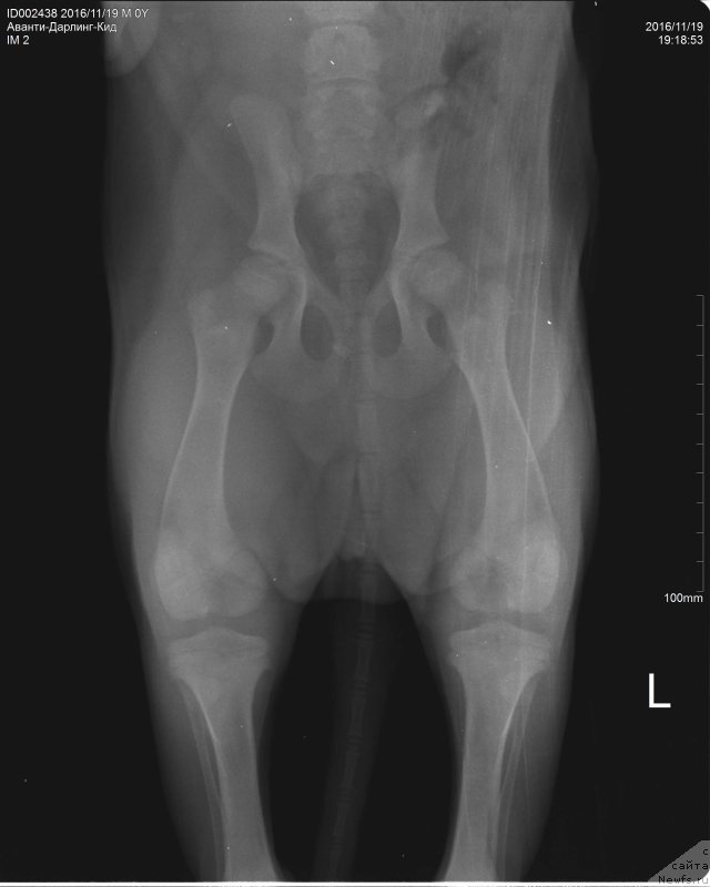 Фото: ньюфаундленд Браунблад МСК Аванти Дарлинг Кид (Brownblood MSK Avanti Darling Kid)