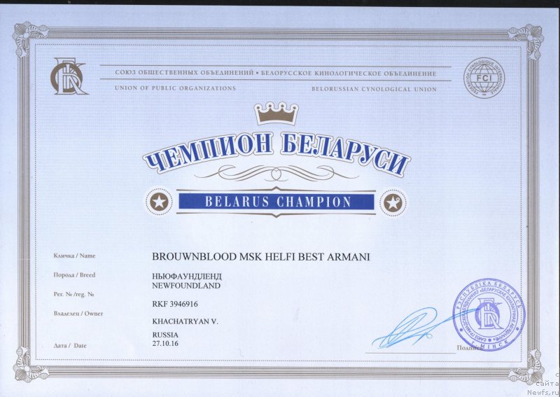 Фото: ньюфаундленд Браунблад МСК Хелфи Бэст Армани (Brownblood MSK Helfi Best Armani)