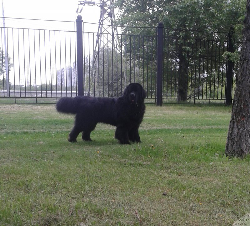 Фото: ньюфаундленд Бегущая по Волнам Чичаритто