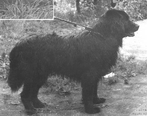 Фото: ньюфаундленд Ильмир