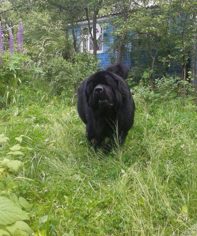 Фото: ньюфаундленд Бегущая по Волнам Чичаритто