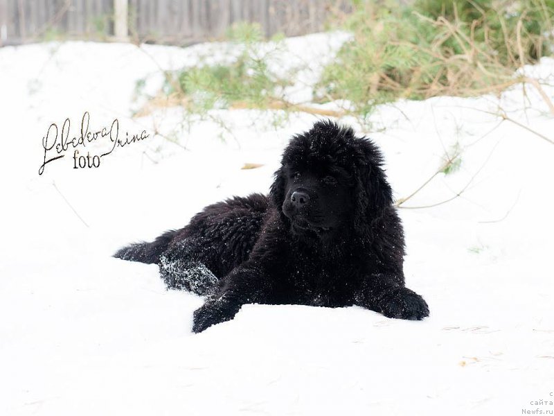 Фото: ньюфаундленд С'Нежная Вьюга ВИП Спирит (S'Nezhnaya Vjuga VIP Spirit)