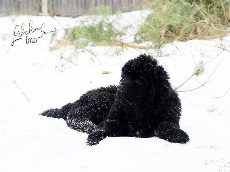 Фото: ньюфаундленд С'Нежная Вьюга ВИП Спирит (S'Nezhnaya Vjuga VIP Spirit)
