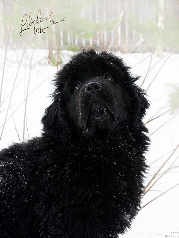 Фото: ньюфаундленд С'Нежная Вьюга ВИП Спирит (S'Nezhnaya Vjuga VIP Spirit)