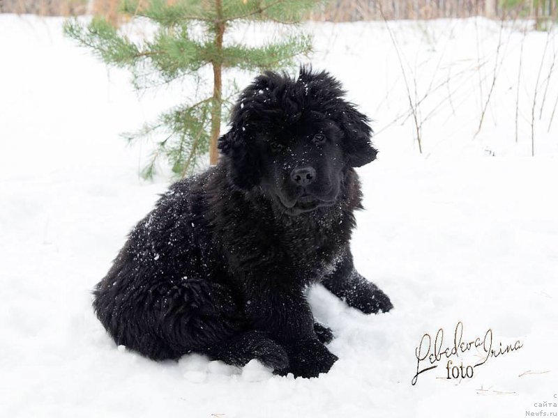 Фото: ньюфаундленд С'Нежная Вьюга ВИП Спирит (S'Nezhnaya Vjuga VIP Spirit)