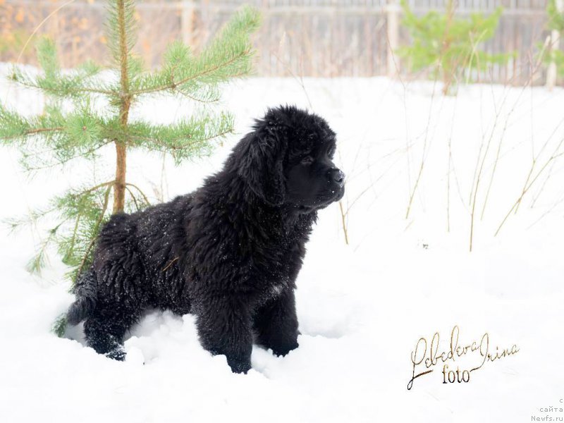 Фотография № 217215