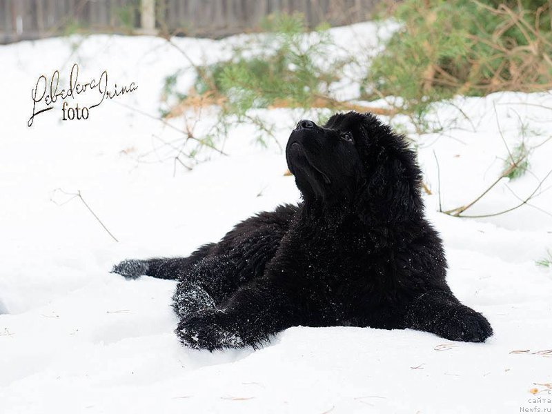 Фотография № 217216