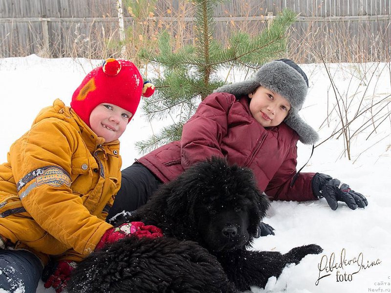 Фото: ньюфаундленд С'Нежная Вьюга ВИП Спирит (S'Nezhnaya Vjuga VIP Spirit)