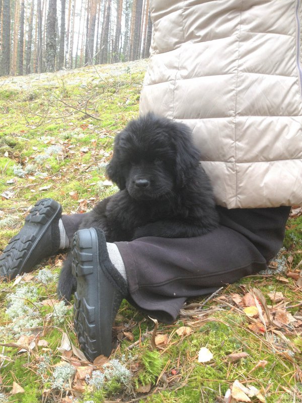 Фото: ньюфаундленд С'Нежная Вьюга Ван Гилс Классик (S'Nezhnaya Vjuga Van Gils Classik)