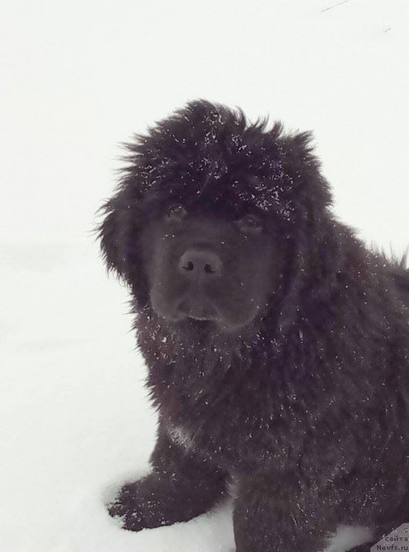 Фотография № 217220