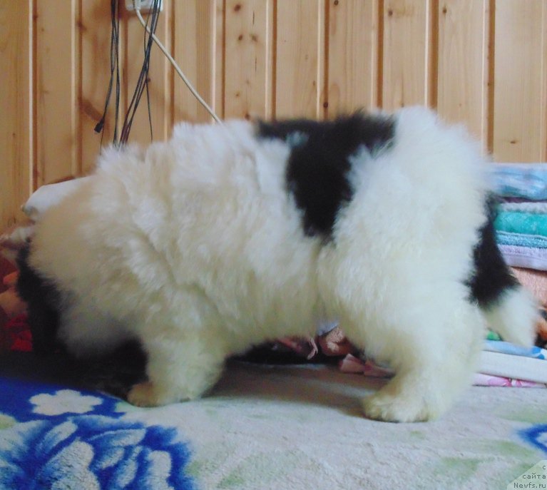 Фото: ньюфаундленд Вяйнемяйнен от Карельских Медведей