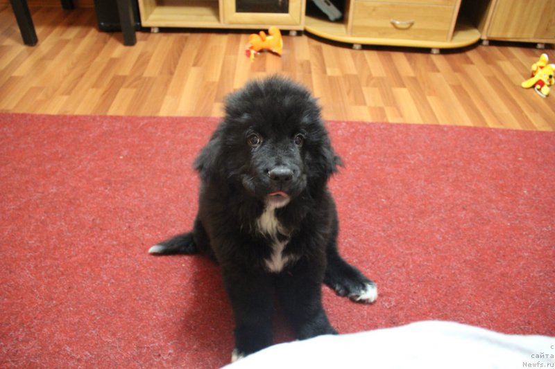 Фото: ньюфаундленд Супер Премиум Стим