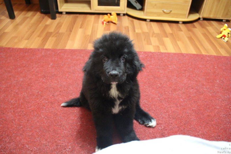 Фото: ньюфаундленд Супер Премиум Стим