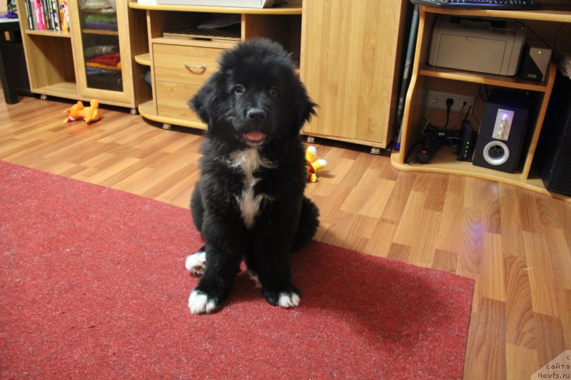 Фото: ньюфаундленд Супер Премиум Стим