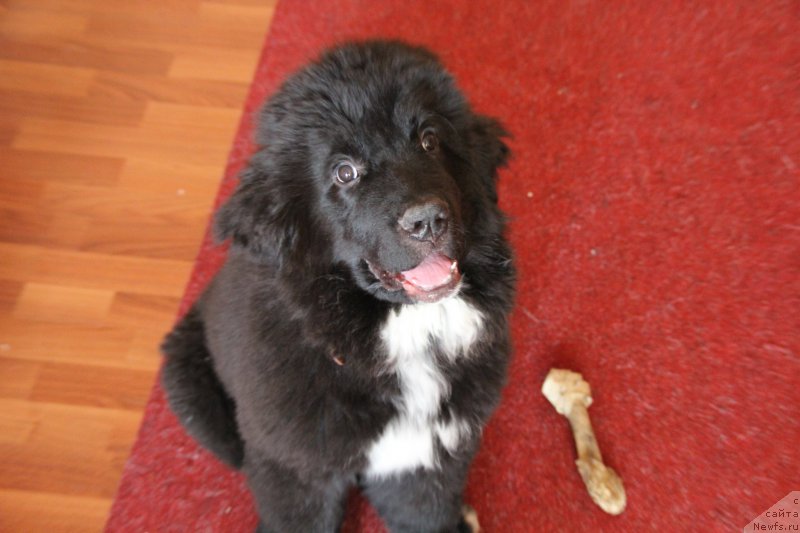 Фото: ньюфаундленд Супер Премиум Стим