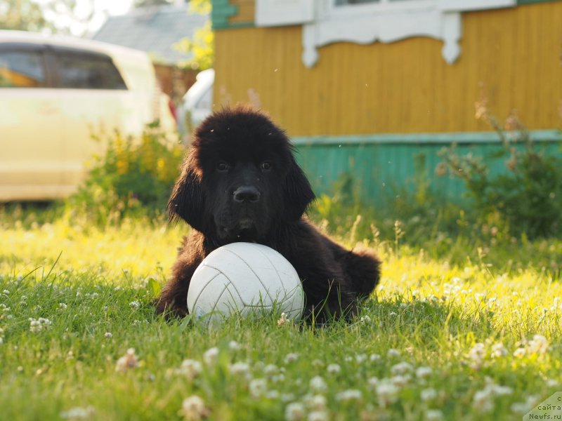 Фотография № 217230