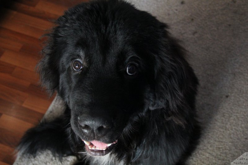 Фото: ньюфаундленд Супер Премиум Стим